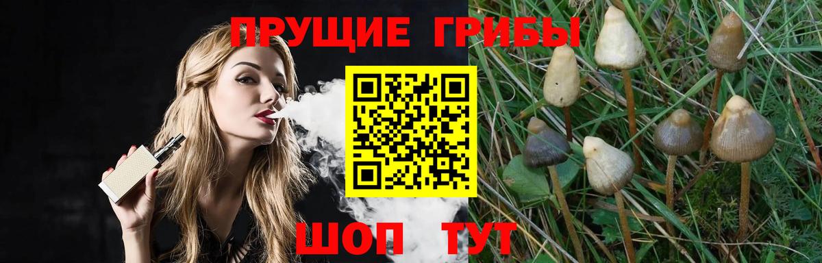 Галлюциногенные грибы Psilocybine cubensis  Вход с VPN  Галлюциногенные грибы ЛСД  Тамбов 